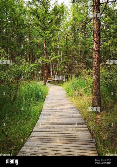 An Idyllic Wooden Boardwalk Winding Through A Lush Forest Surrounded