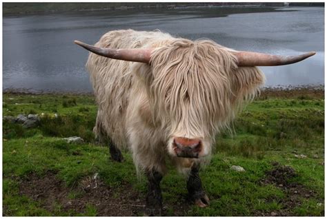 Las Vacas De Las Highlands Un Animal Peculiar Sobre Escocia Sobre