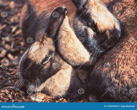 Little Small Brown Rabbits Cuddling Together Stock Image Image Of Background Mulch 143344043