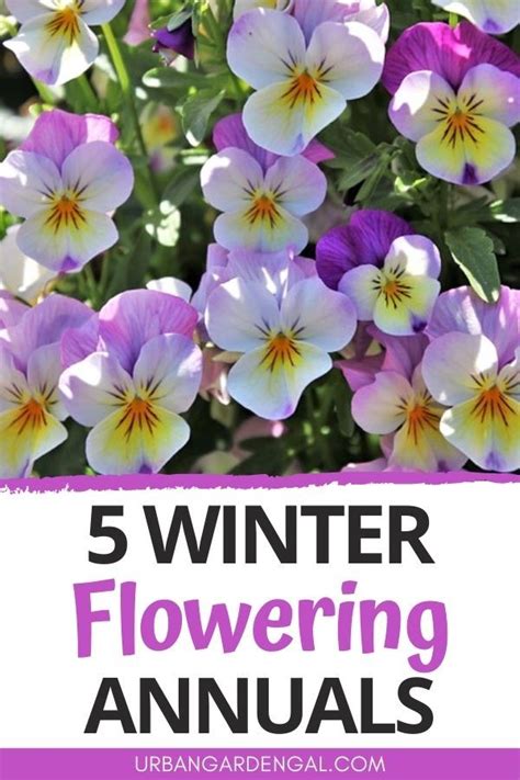 Winter Annual Flowers Are Ideal For Bringing Color To Your Winter