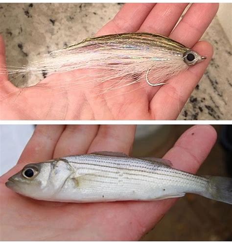Pin By Chris Stump On The Fly Fly Fishing Flies Trout Striper