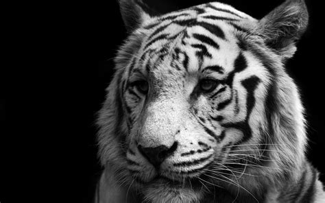 Grayscale Photo Of Tiger Tiger Monochrome Animals Big Cats Hd