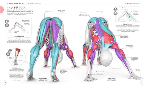 science of yoga understand the anatomy and physiology to perfect your practice