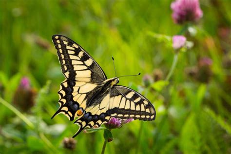 Yellow Butterfly Meaning In The Bible Spiritual Meanings