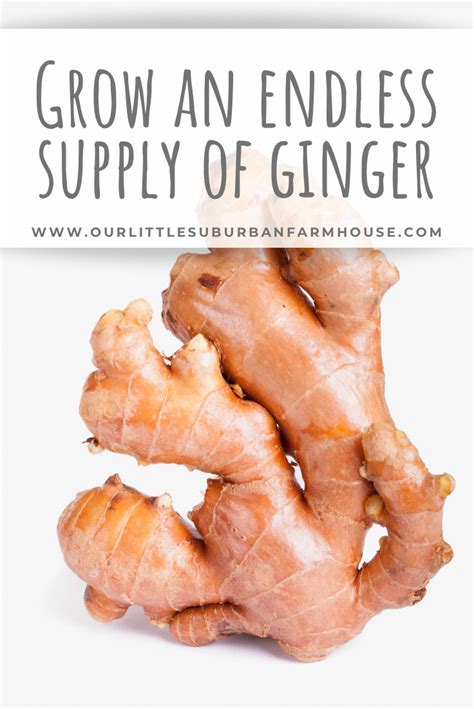 Easy Steps To Grow An Endless Supply Of Ginger Artofit