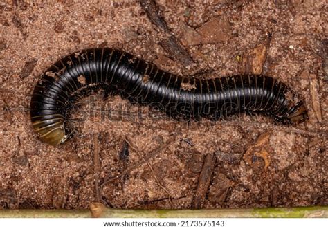 Adult Millipede Arthropod Class Diplopoda Stock Photo 2173575143