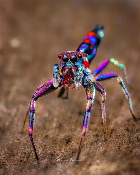 Rainbow Spider Rrainboweverything