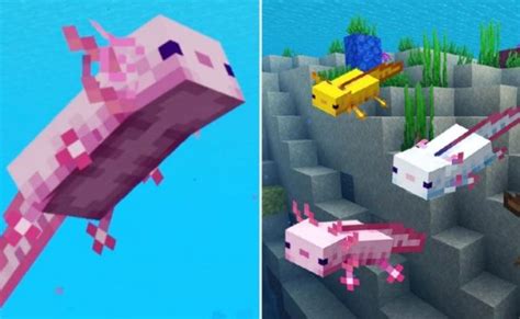 10 Things You Didnt Know About Axolotls In Minecraft Fun Facts Otosection
