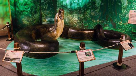 Titanoboa Exploring Colombias Prehistoric Giant Snake Howstuffworks