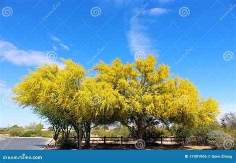 Palo Verde The State Tree Of Arizona Stock Photo Image Of Plant
