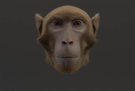 Monkey Avatar May Provide Clues To Face Processing Problems In Autism