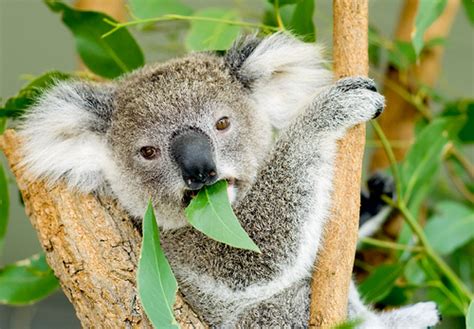 Koala Bears Fun Animals Wiki Videos Pictures Stories