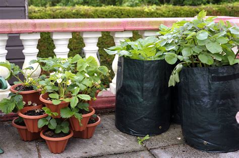 Pro Tips To Grow Strawberries In Hanging Pots And