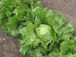 The effects of dietary nitrate seem to be highest about three hours after consumption.4 after this, there some sources of dietary nitrate (e.g. 5 Foods High in Natural Nitrates for Circulation
