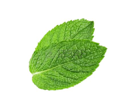 Peppermint Plantar Transparente Png Png Play