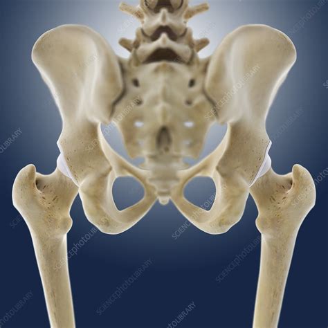 Hip Anatomy Artwork Stock Image C0131430 Science Photo Library