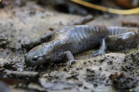 Ambystoma Barbouri Streamside Salamander An Adult From L Flickr