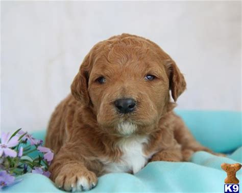 The goldendoodle is a result of breeding a golden retriever and a poodle together. Goldendoodles Puppy for Sale: Tough Lyndon 6 Weeks old