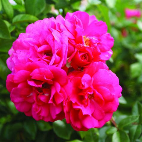Pink Profusion Ludwigs Roses