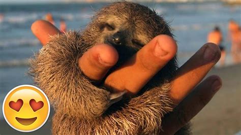 Cute Sloths Compilation 2018 Baby Sloth Cute Baby Sloths Cute Sloth