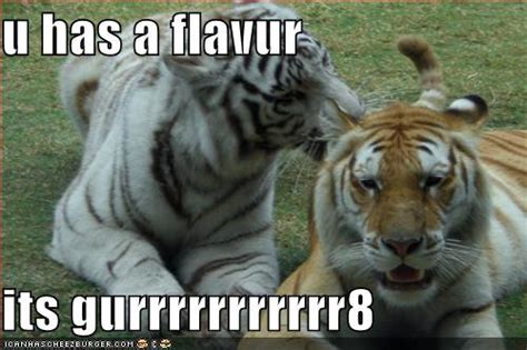 32 Funny Pictures Of Tigers Random Funny Cat
