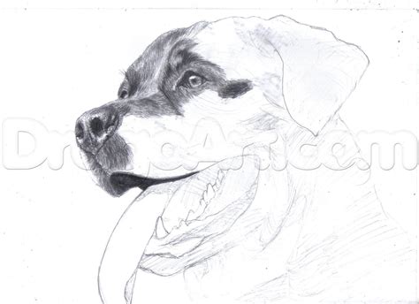 Complete the drawing by giving a finishing touch for the dog. How To Draw a Realistic Rottweiler, Step by Step, Pets, Animals, FREE Online Drawing Tutorial ...