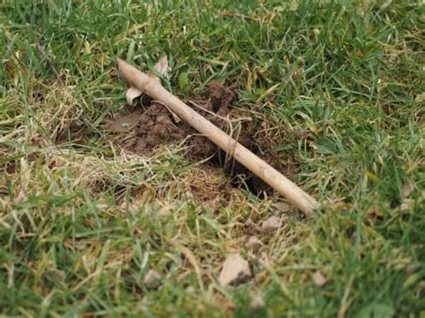 How Much Does Yard Mole Removal Cost 2024 Bob Vila