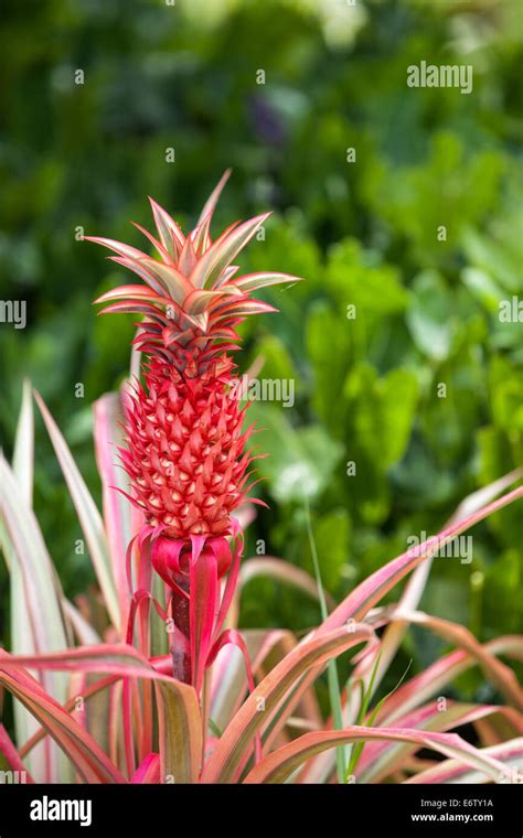 Botany Bromeliaceae Pineapple Hi Res Stock Photography And Images Alamy