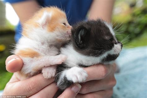 Yorkshire Cat Rescue kitten looking for new home being ...