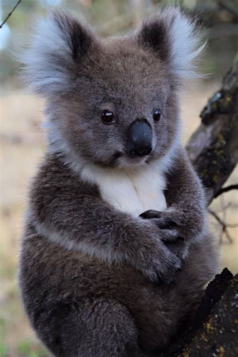 Yavru Kaola Cute Animals Cute Baby Animals Australian Animals