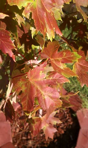 Are My Autumn Blaze Maple Trees Dying Gardening And Landscaping Stack