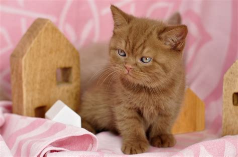 Download Baby Animal Kitten Animal British Shorthair HD Wallpaper