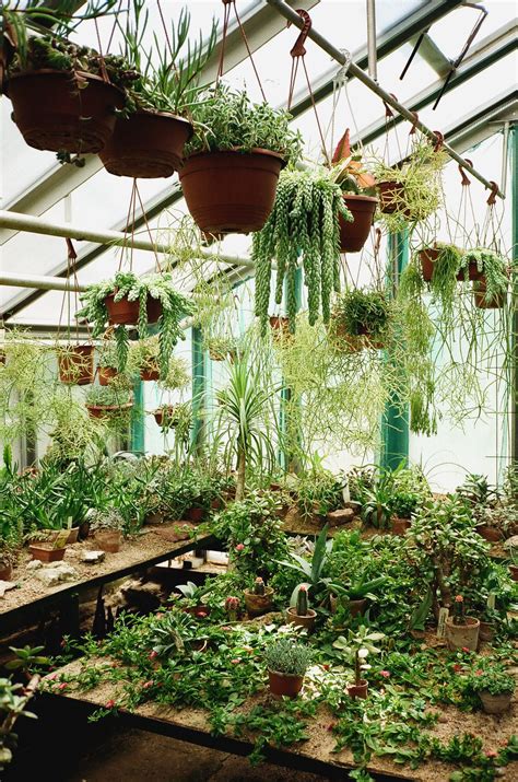 28 Basic Greenhouse Plants