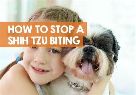How To Stop A Shih Tzu Biting 12 Methods To Stop Puppy Bites
