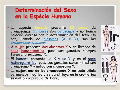 clase 4 determinacion del sexo y herencia ligada al sexo