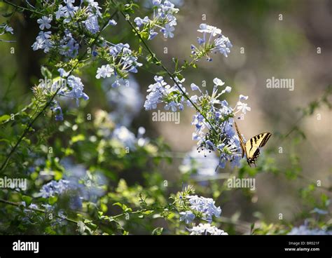 Western Swallowtail Butterfly High Resolution Stock Photography And