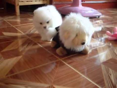 Cuccioli di pomerania toy, torino. REGALO MASCHIO e FEMMINA CUCCIOLI SPITZ VOLPINO DI ...