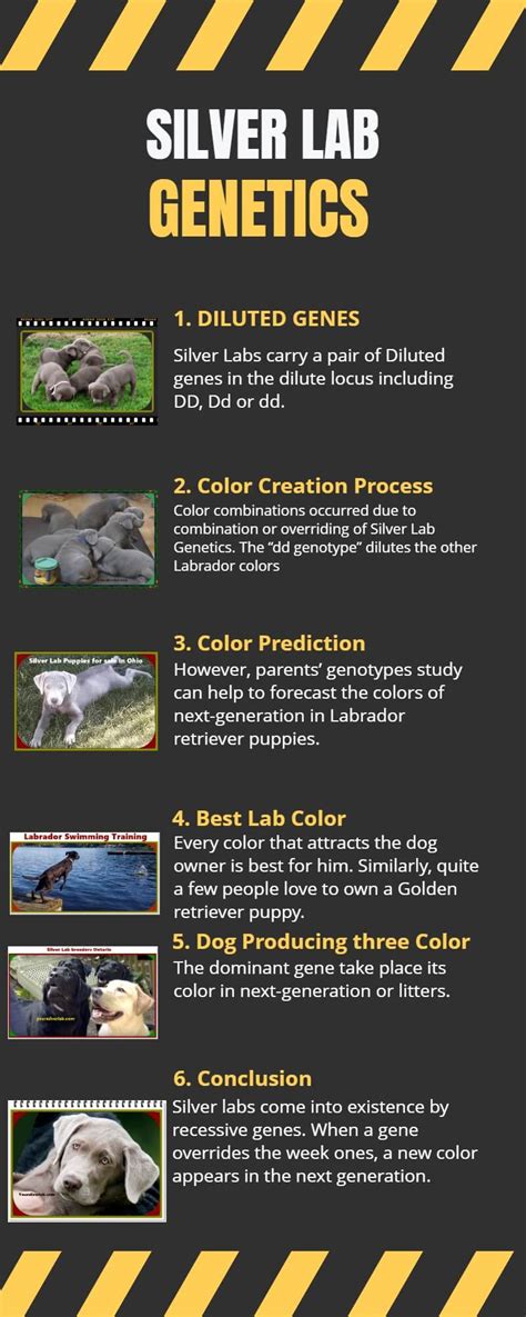 Silver Lab Genetics Testing Labradors For Color Inheritance
