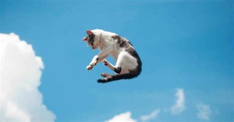 How High Can Cats Jump Exploring Feline Agility