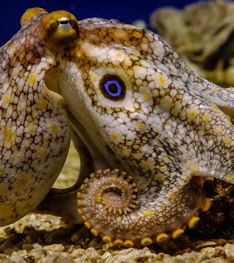 Octopus Tentacles Inspire Better Prosthetics For Humans Msutoday