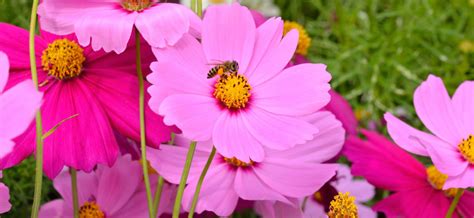 Create diversity in your garden: 22 PROVEN Flowers That Attract BEES! 2021 Guide - Bird ...