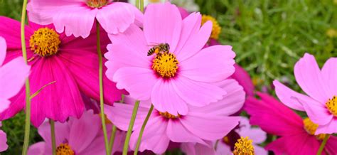 Limit my search to r/minecraft. 22 PROVEN Flowers That Attract BEES! 2021 Guide - Bird ...