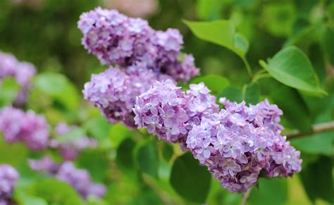 How To Prune Lilac Homes And Gardens