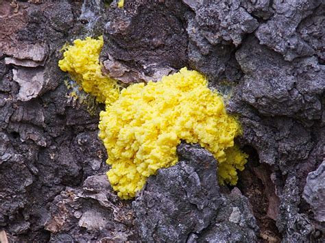 What Slime Molds Can Teach Us About Thinking