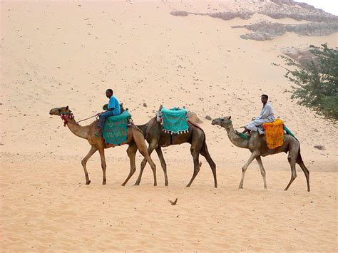 무료 이미지 경치 수송 낙다 이집트 대상 사하라 에르그 사막의 배 자연 환 경 바람 지형 포유류와 같은