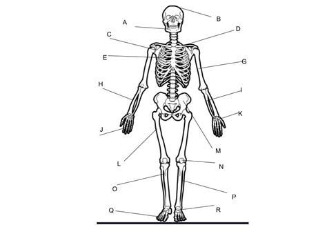 1st Semester Exam Skeletal System Diagram Quizlet