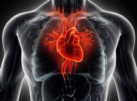 The root of heart disease is when that blood flow is blocked. Valvular heart disease: 2017 updated guideline from the ...