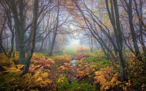 Forest Magical Colors In Autumn Trondheim Norway Landscape Nature 4k