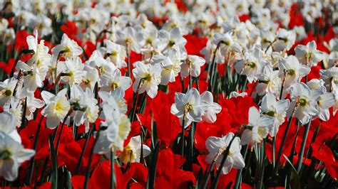 White Red Daffodil Flowers Field Hd Flowers Wallpapers Hd Wallpapers