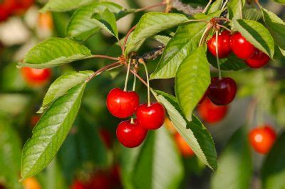 The habit of fruiting resembles that of the plum. Fruit Trees For Zone 7 Gardens - Choosing Fruit Trees That ...